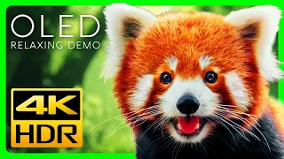 Stunning Red Pandas in 4K HDR: Ultra HD 4K Video for TV Test | OLED TV Demo #6
