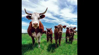 بینینی مانگا لە خەوندا  بینینی مانگا لە خەوندا
