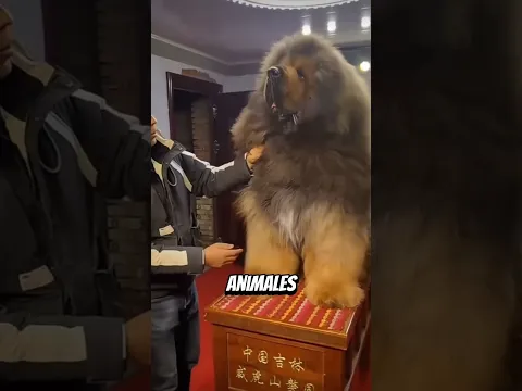 Los Perros Más Peligrosos y Poderosos del Planeta 🐕🔥