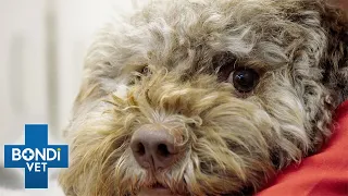 Dog Left Badly Wounded During Walk Fighting For Life | Bondi Vet