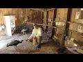 Help my peacocks are attacking me Peacock Minute peafowl com