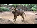 HEAVIEST BREED ALLIGATOR DOG IN THE WORLD Hammonds s ABLE CAN Tru - Game