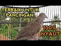 Download Lagu SUARA PERKUTUT BANGKOK TERBAIK UNTUK PANCINGAN PERKUTUT BANGKOK GACOR PASTI LANGSUNG NYAUT