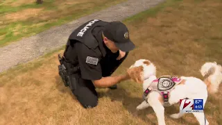 Libby the lifesaver How a compassion dog helped one woman overcome trauma