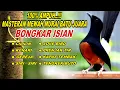 Lagu 🔴 LIVE 03 - Masteran Murai Batu Pagi Hari Full Isian Tembakan kasar Bikin Murai apapun nyaut