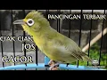 Download Lagu 💛Ciak Ciak jos gacor | pancingan terbaik untuk kecial kuning