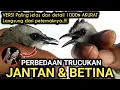 Download Lagu Paling akurat 1000% !! Perbedaan TRUCUKAN JANTAN \u0026 BETINA langsung dari peternaknya‼️