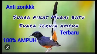 suara pancingan pikat burung murai batu paling ampuh dan jernih untuk pemikat handal