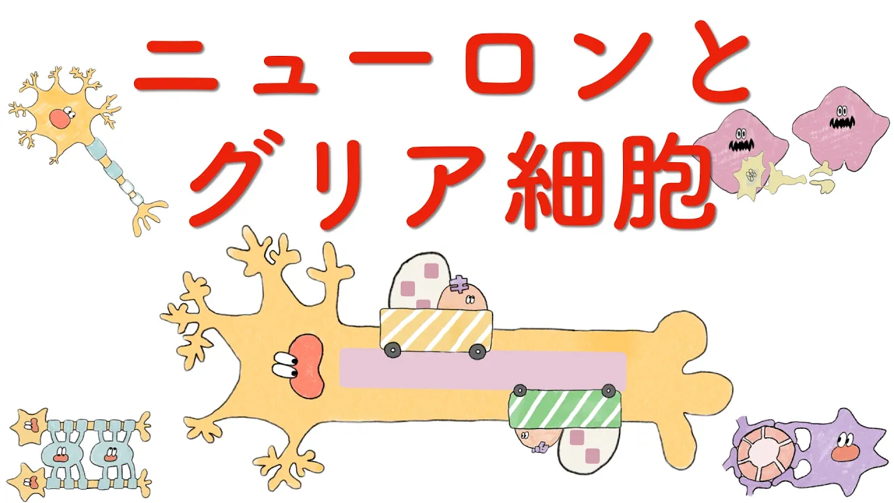 ニューロンとグリア細胞