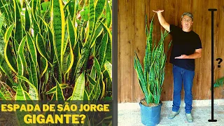 espada de são jorge GIGANTE | troca de vaso