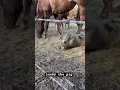 Download Lagu Lucky the pig living his best life