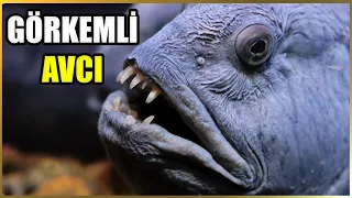 Download The Strangest Hunter of the Deep Waters: Wolf Eel Documentary MP3