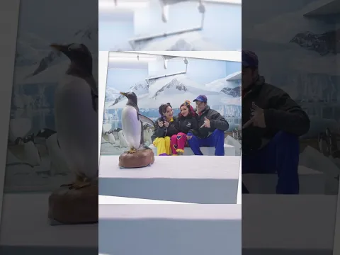 Acuario besitos pingüinos #lerolero #shorts