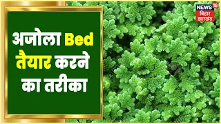 ajola farming hindi news annadata