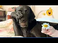 You Will Die Laughing At These Dogs 😹🐶  Best Animal Video Compilation You Can’t Miss 🤣