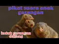 Lagu Suara anak garangan panggil induk nya ⭕🔥🔥