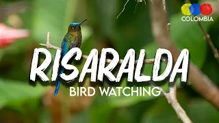 Download Risaralda: One of the departments with more bird species in Colombia – Bird Watching Colombia MP3