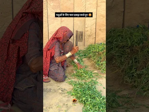 पशुओं के लिए चारा इकट्ठा करना 😱