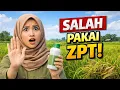 Kesalahan Fatal Pakai ZPT di Padi! Banyak Petani Tidak Sadar