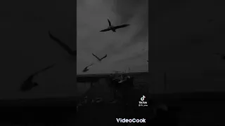 ميخصنا والو غير راحت الخاطر 