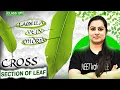 Cross Section of a Leaf NCERT Biology Diagram Explained