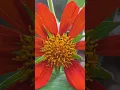 Download Lagu Wildflowers