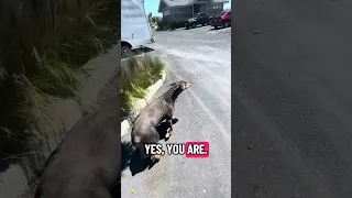 #fyp #dream #doberman #pets #youtube