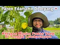 Download Lagu Panen Kedelai Di Jepang  Ternyata Seperti Ini ll Job Pertanian Di Jepang