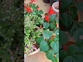 Lagu Terrace flower garden Red Salvia #shorts #garden #plants #salvia #nature