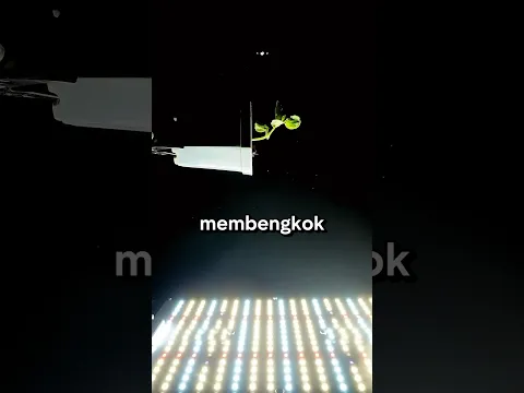 Kemana Tanaman Akan Tumbuh Jika Ditanam Miring⁉️