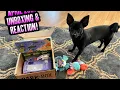 APRIL 2021 BARKBOX UNBOXING DOGGY REACTION