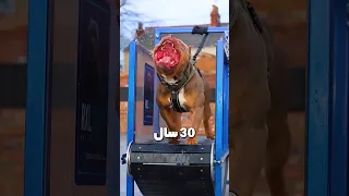                                                  دندنها