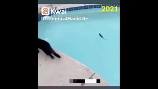 اقوى مشهد كومدي بين قط وفار حقيقي هتفطس من الضحك 