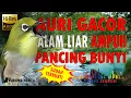 Download Lagu Pleci Auri Gacor Di Alam Liar Cocok Untuk Pancingan Auriventer Malas Bunyi