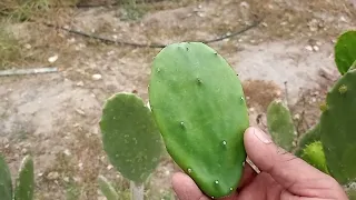 How to identify a nopal ready to eat whether tender or firm