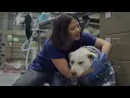 How I Became a Veterinary Surgery Technician