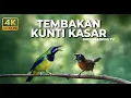 Lagu 🔴Live Masteran Murai Batu Tembakan Panjang Cucak Cungkok Gacor Kunti vs Tepus Kepala Abu Gacor Kasar