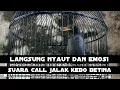 Download Lagu pancingan jalak kebo agar nyaut dan bikin emosi jalak lain suara panggilan jalak kebo betina