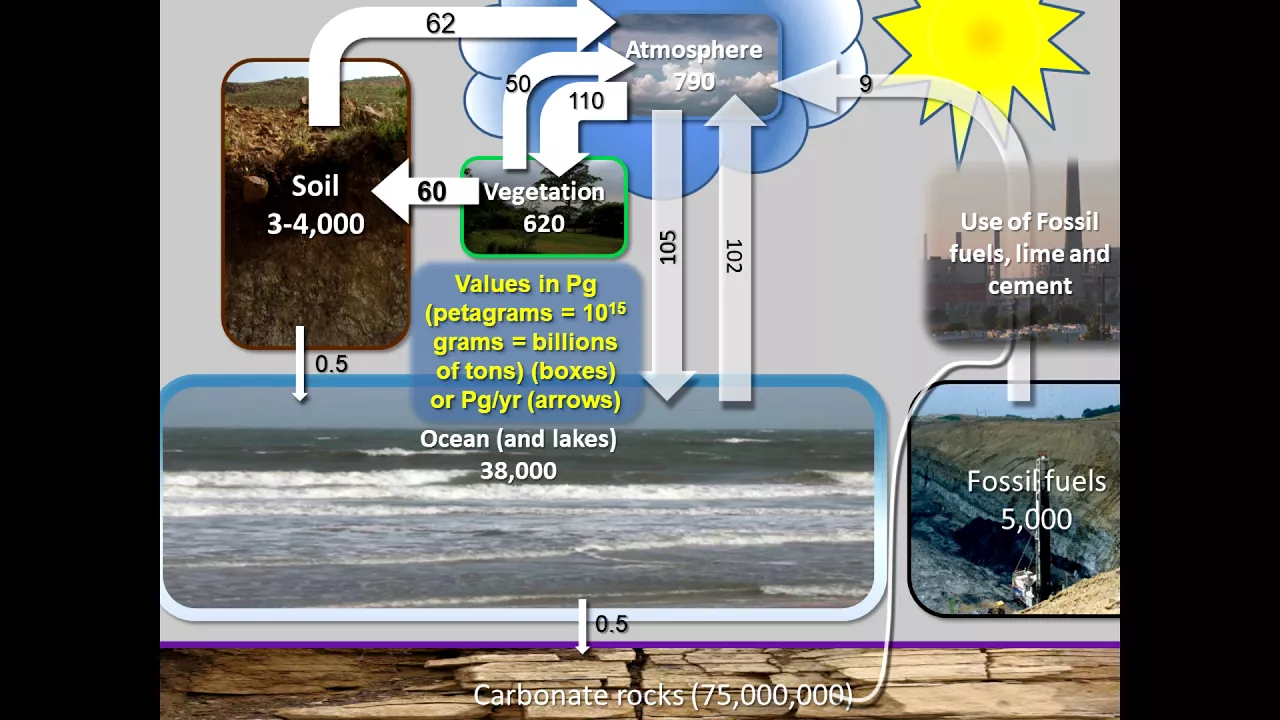 Soil Biology and Organic Matter: Key Insights for Soil Health