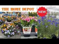 HOME DEPOT BEST NEW PLANTS ARRIVALS FOR SPRING HOW TO MAKE YOUR GARDEN BEAUTIFUL