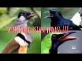 Download Lagu masteran kutilang full isian MP3