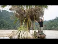 Lagu Harvesting Wild Fruits, Making Traditional Bamboo Tube Rice: River Survival | EP.516