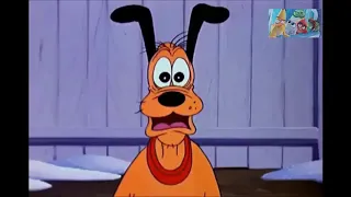 الكلب بلوتو بيتخانق على البيت مع طائر مستفز دندنها