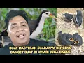 Download Lagu BUAT MASTERAN SUARA NYA KENCENG BANGET KALO DI MASUKIN DI AVIARI JUGA BAGUS 