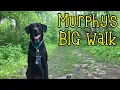 First Big Walk of the Pandemic Labrador Retriever German Shorthaired Pointer Mix