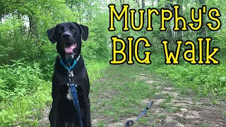 First Big Walk of the Pandemic Labrador Retriever German Shorthaired Pointer Mix