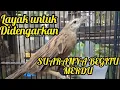Download Lagu CUCAK KORENG JAWA GACOR‼️ SUARA SANGAT MERDU