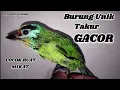 Download Lagu Takur Gacor Si Burung Unik, Suara Khas Takur Bukit Terbaru, Cocok Buat Mikat \u0026 Pancingan