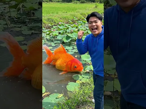 "Cara Rahasia Adi Membuat Ikan Koi Capybara Kembali Lebih Kuat… Lalu Berevolusi!"