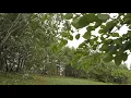 Download Lagu Swaying Trees in The Wind, Rumbling Leaves, Relaxing Wind